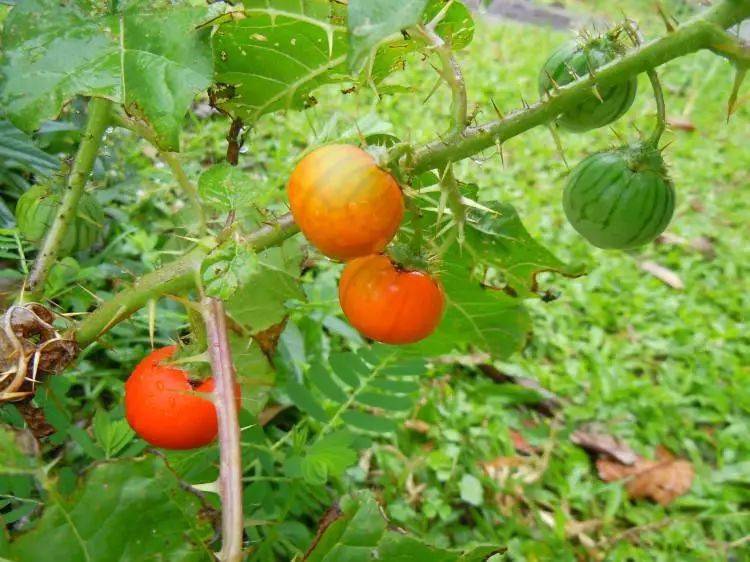 医药故事能降低眼压的毛果芸香碱