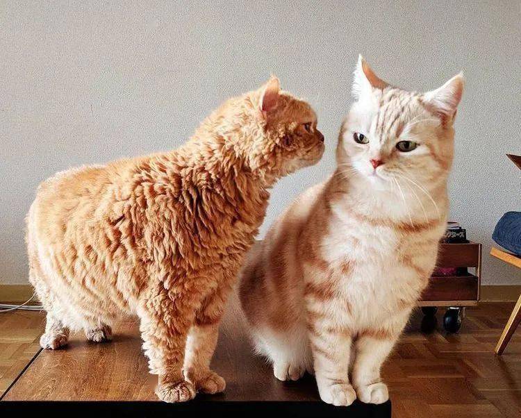 猫泰迪这玩意儿