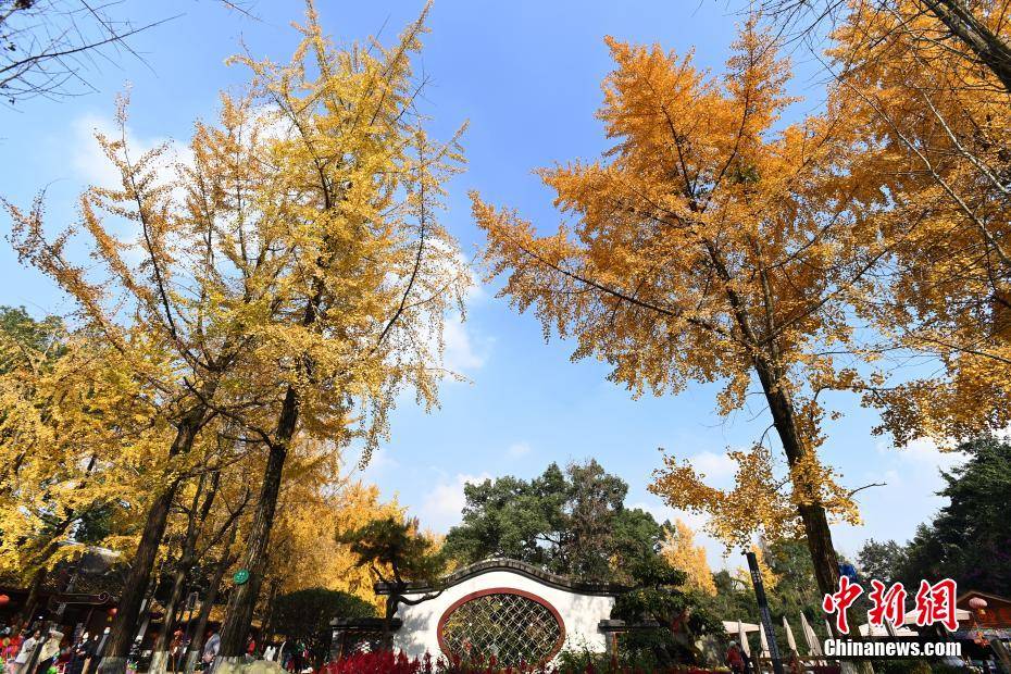 成都百花潭公園內的銀杏美景. 安源 攝