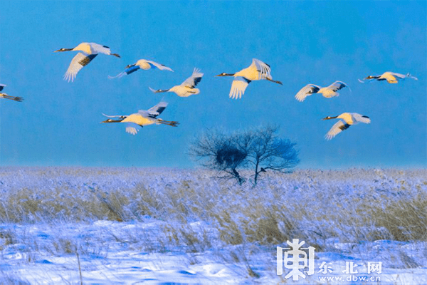 雪地|冰雪旅游线路的N种玩法