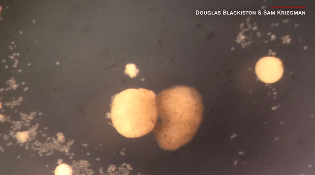 惊人！全球首个活体机器人，会自我繁衍了！切开也能自动愈合，网友：我害怕！