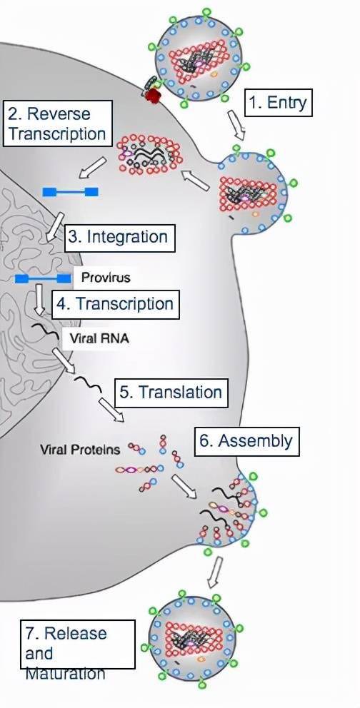 首先病毒進入細胞,然後病毒的rna基因開始逆轉錄合成dna,整合到宿主