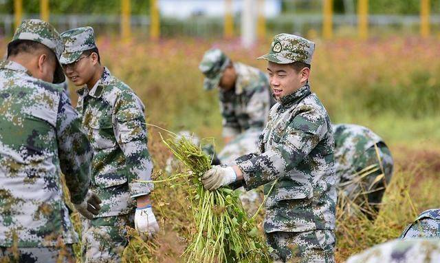 蕎麥可不只能做麥芽糖它還有這好處一般人可不告訴你