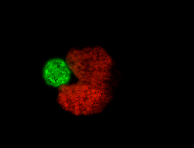 全球首个可自我繁殖活体机器人Xenobots 3.0问世