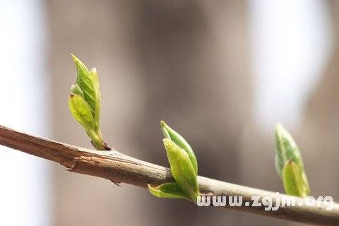 榕树种子发芽过程图片