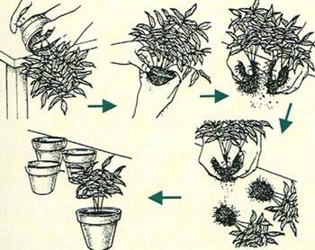 花卉如何繁殖?考拉园艺网教你花卉播种繁殖方法