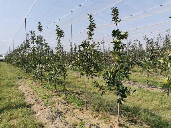 王林苹果的生长习性与管理措施
