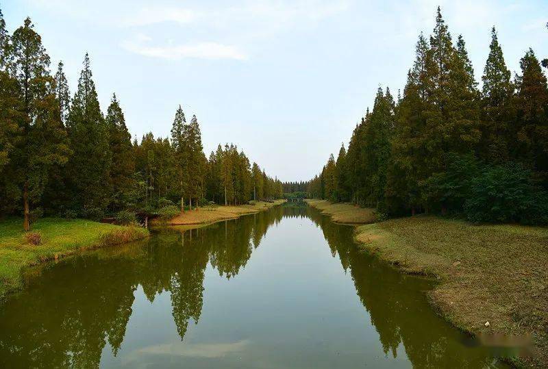 鹽城旅遊年卡東臺黃海森林公園