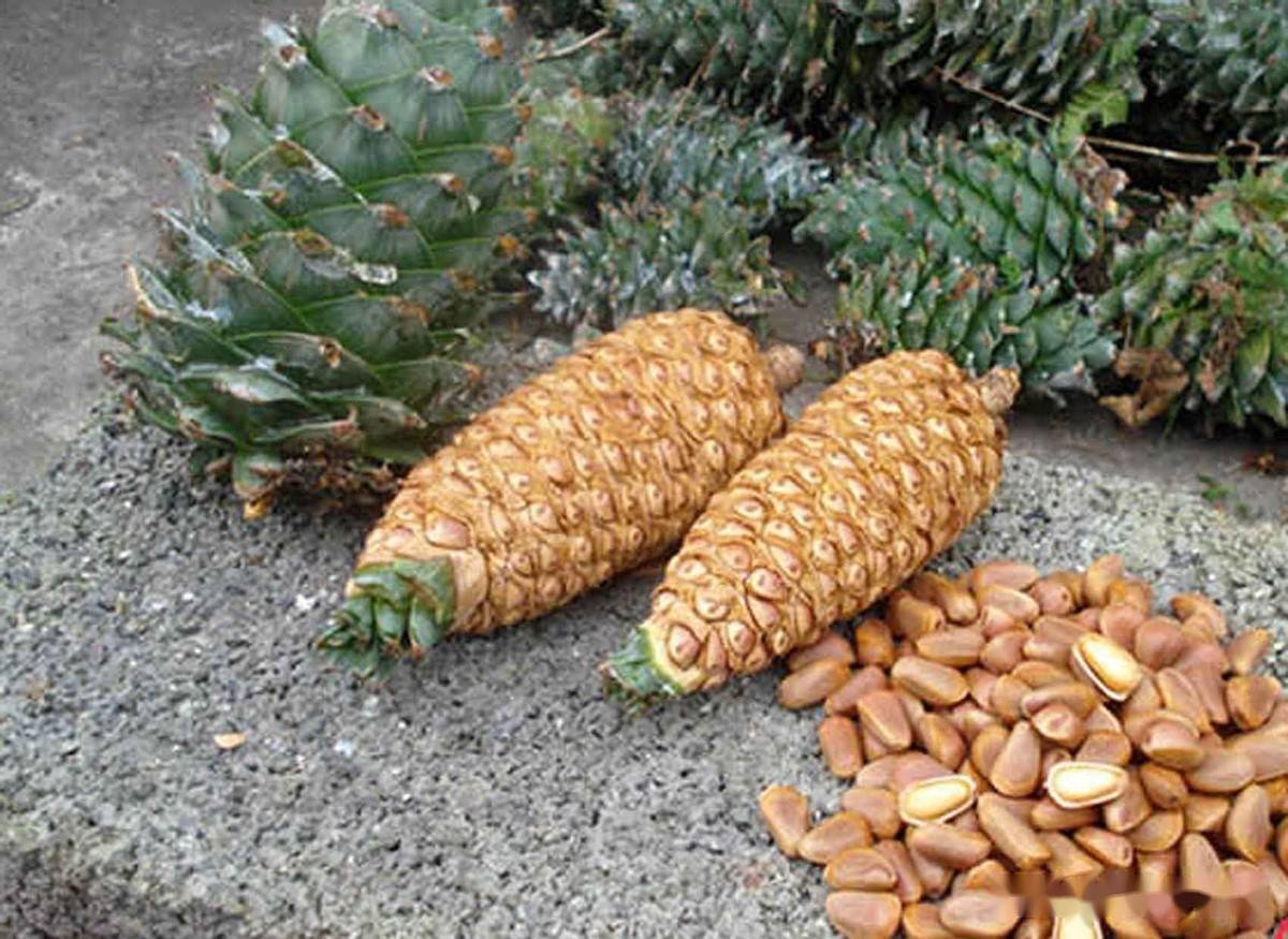 松子富含油脂,蛋白质和碳水化合物,在山林里非常容易获取