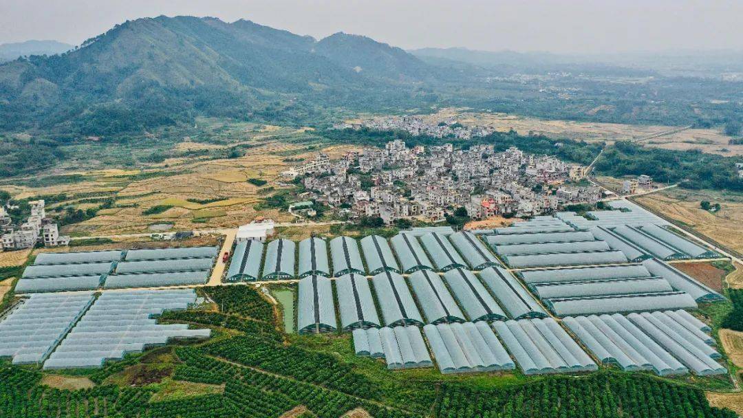 大新镇这个蔬菜示范基地的辣椒喜获大丰收带动农民增收笑嘻嘻