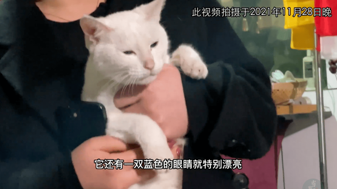 猫咪|“虐猫”争议不止，影视行业该如何保护动物演员？