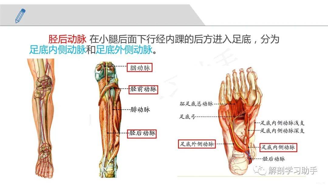 人體解剖學課件——脈管系統-動脈_青田_cn_異議