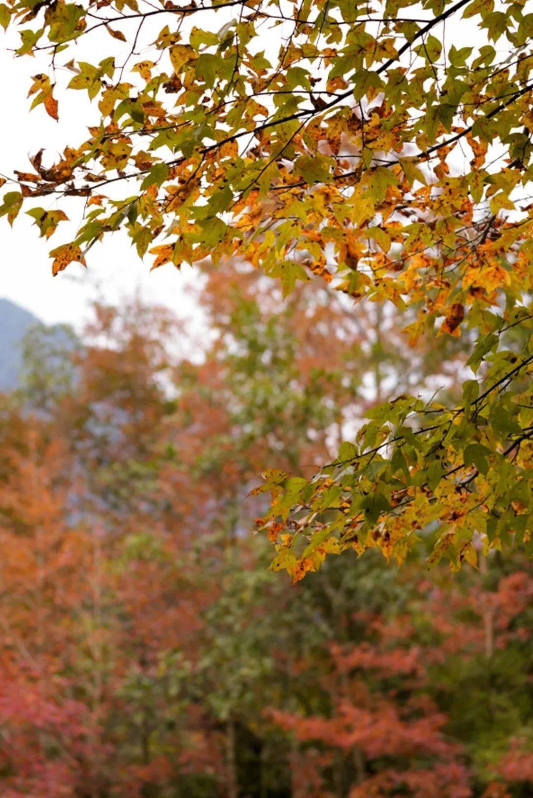 这座小城的绝美水上森林,已进入最佳观赏季_水库_枫树_乐业县