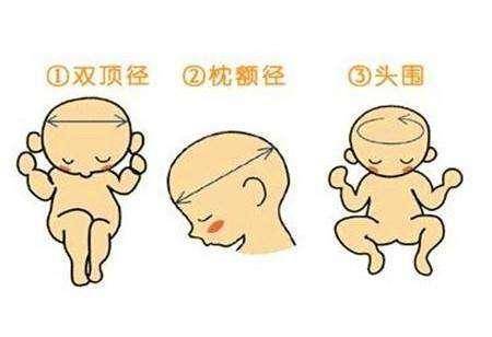 孕期怎么看懂胎儿大小双顶径股骨长头围和腹围附对照表