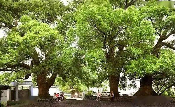 在衢州这座世界长寿之都有着上万棵神仙树最久的1500多年