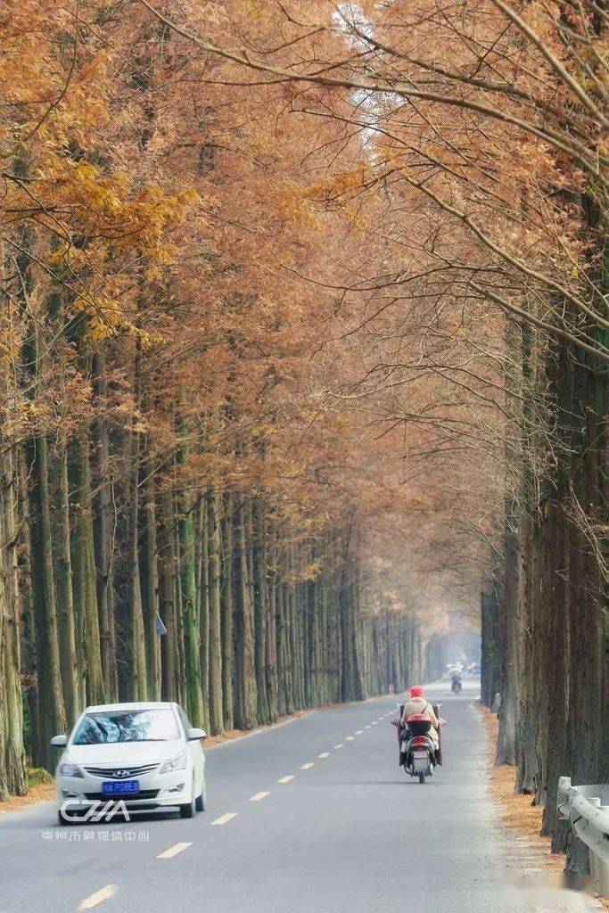 崇州这些高颜值公路,你还有哪条没去过?_崇路_乡村_巴蜀