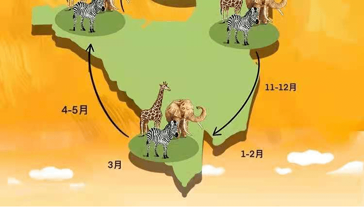 非洲动物迁徙的路线图图片