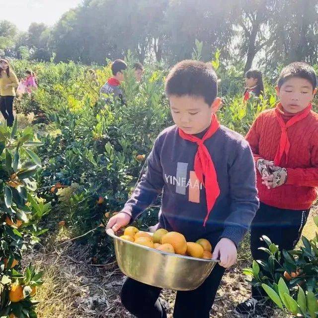 “双减”进行时 | 杜桥镇市场第二小学开展劳动实践教育_橘子_活动_师生