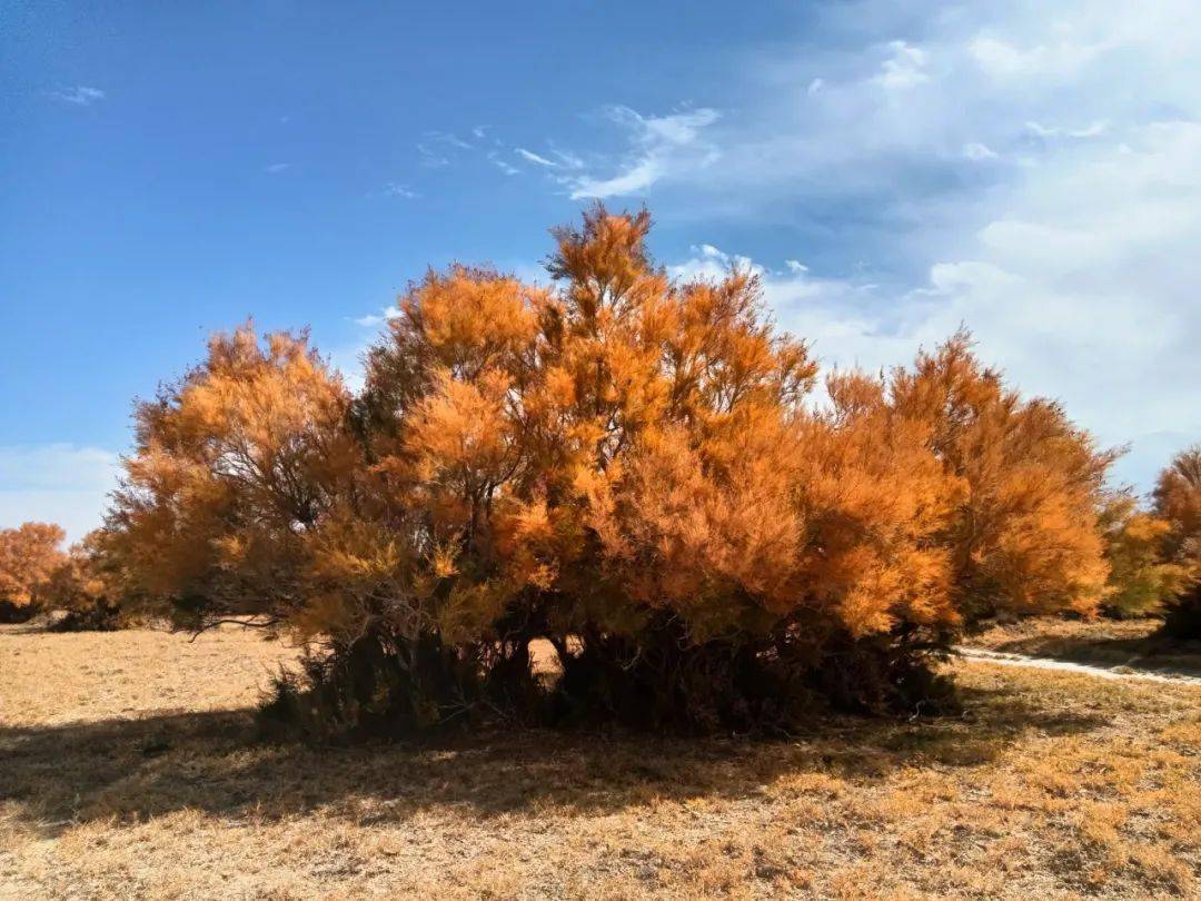 特别是金秋十月,鲜红的枸杞燃起了丰收的希望,行走在诺木洪农场的田间