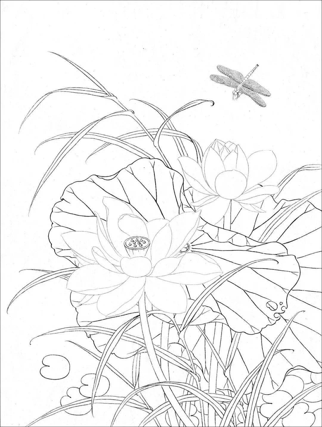 荷花上的蜻蜓画法图片