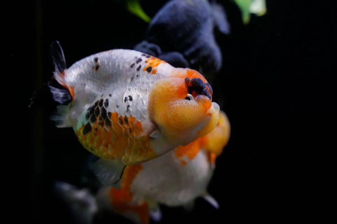 脐橙王来了明天一起来闽侯这里橙鱼接龙