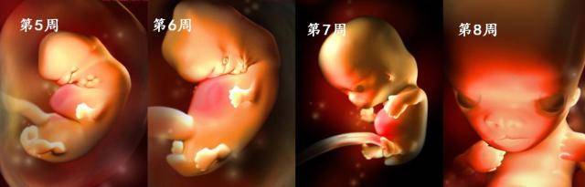 胚胎发育全过程示意图图片