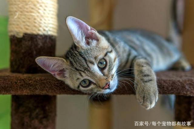 猫咪怎么看待主人的铲屎行为 a8c2e99c72b4411a993fd2f6680d99e3.jpeg