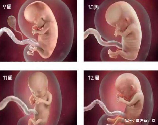 怀孕140周胎儿发育变化高清图感叹孕育生命的奇妙