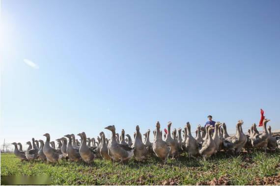 河北平乡:大雁鹅养殖助增收