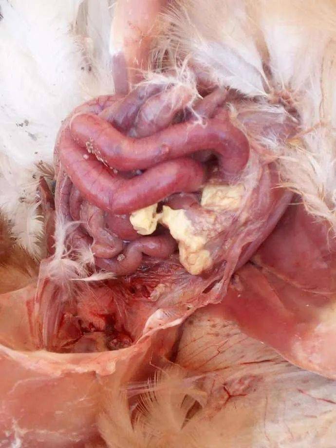 版主总结 | 关于最近气囊炎问题分析拙见_病原_治疗_干酪