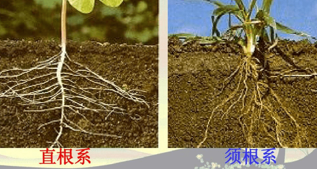 植物的根有什么作用三年级 假根 根系 主根