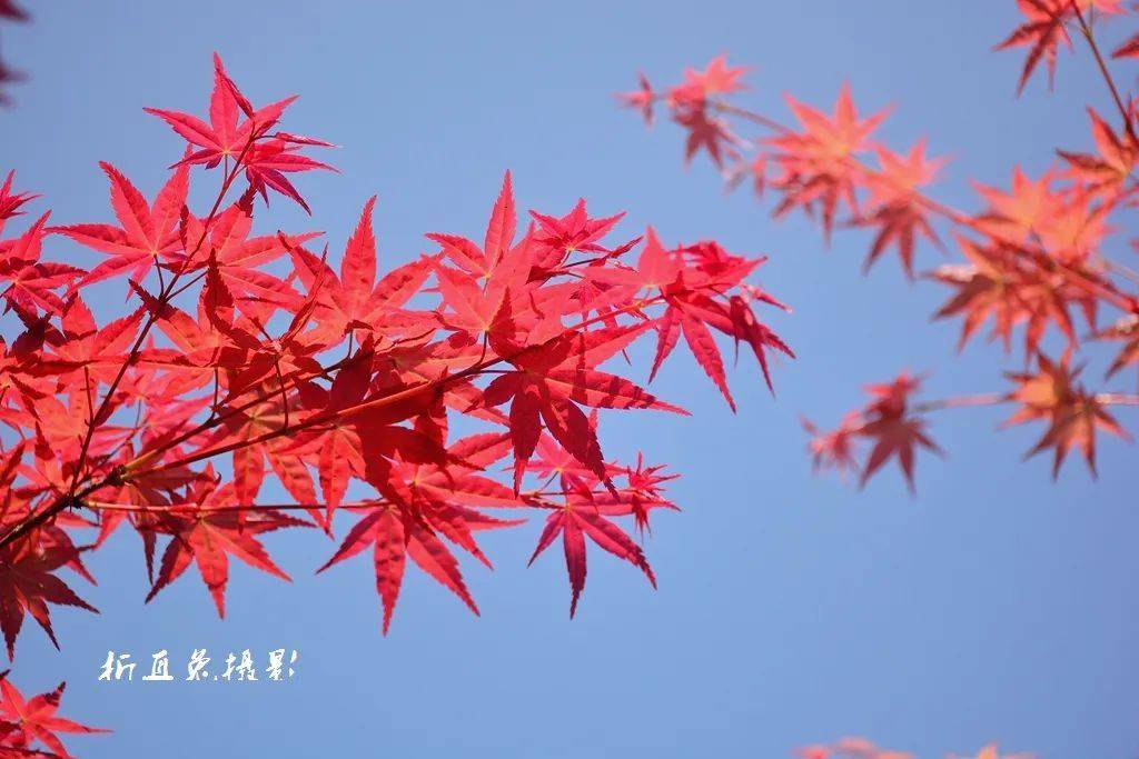 社区|都江堰这个地方年度压轴绝美景色上线，尝完美食，更加不愿走了！