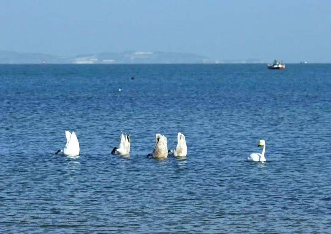 海湾|冬之恋 | 来这里，与天鹅共舞，同精灵漫步