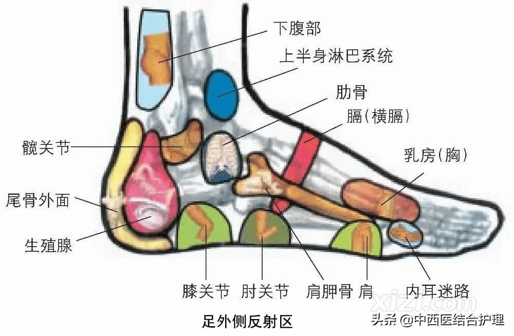 女人脚底生殖腺疼图片