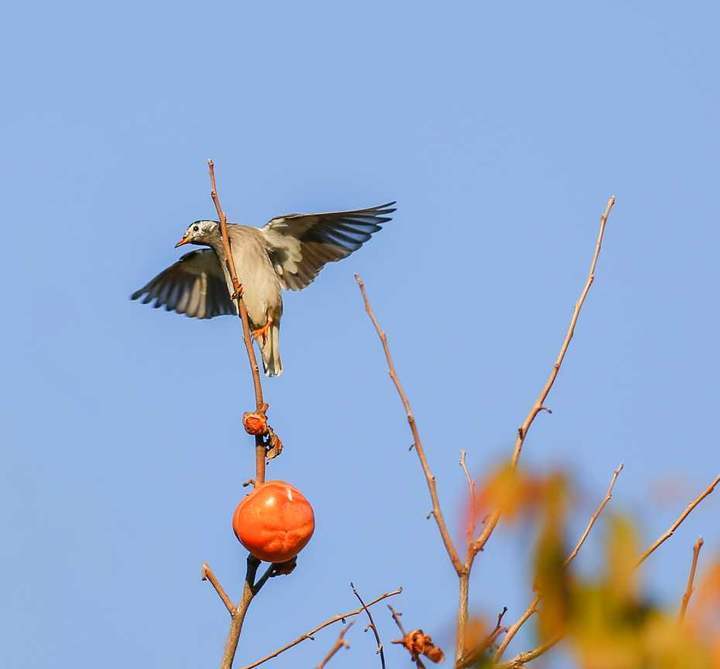 同在藍天下,人鳥共家園|灰椋鳥與紅柿子