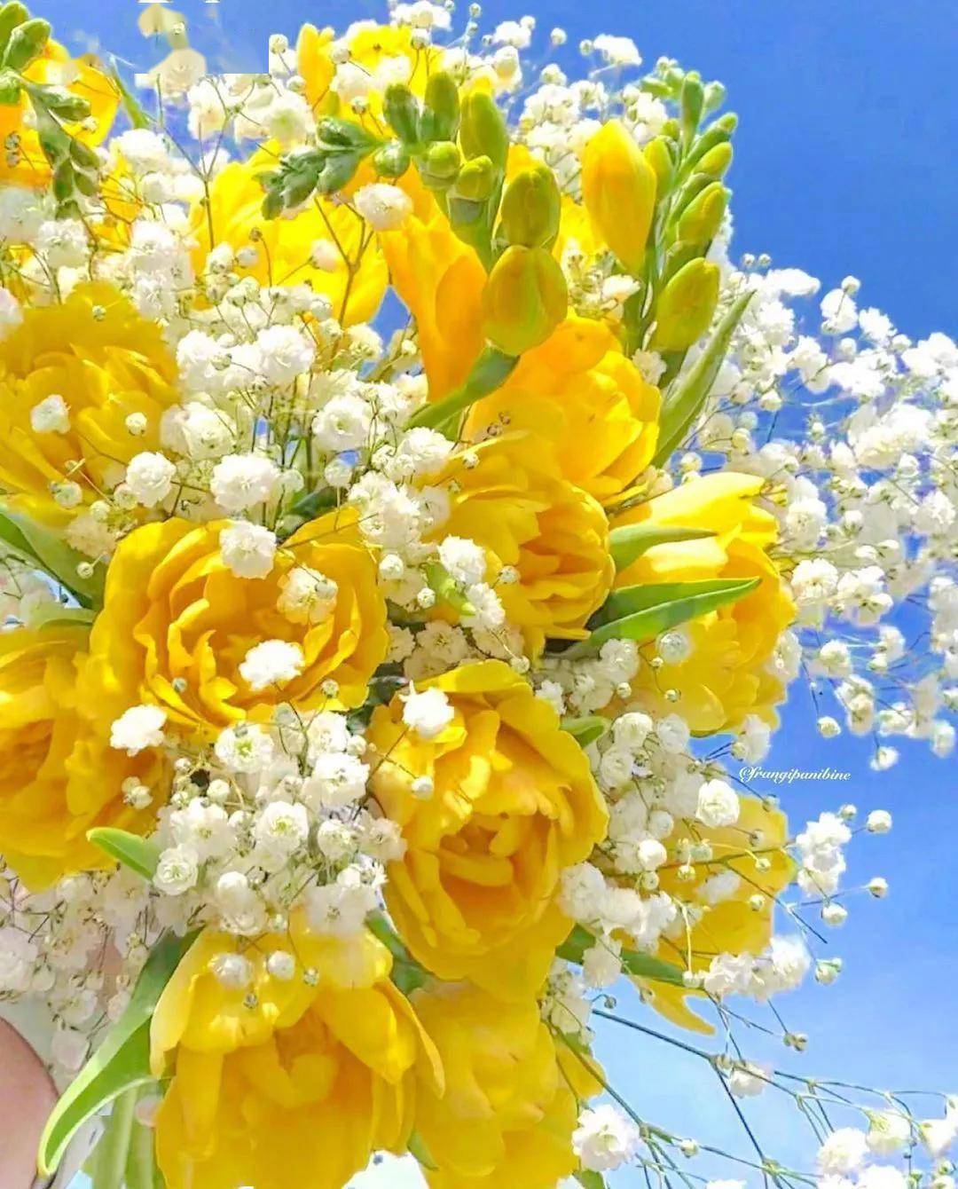 摄影作品欣赏送您一束花