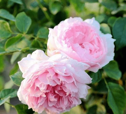 种月季花,超级勤花,从年头开到年尾,1年365天都有花赏_花朵_开花_亚伯