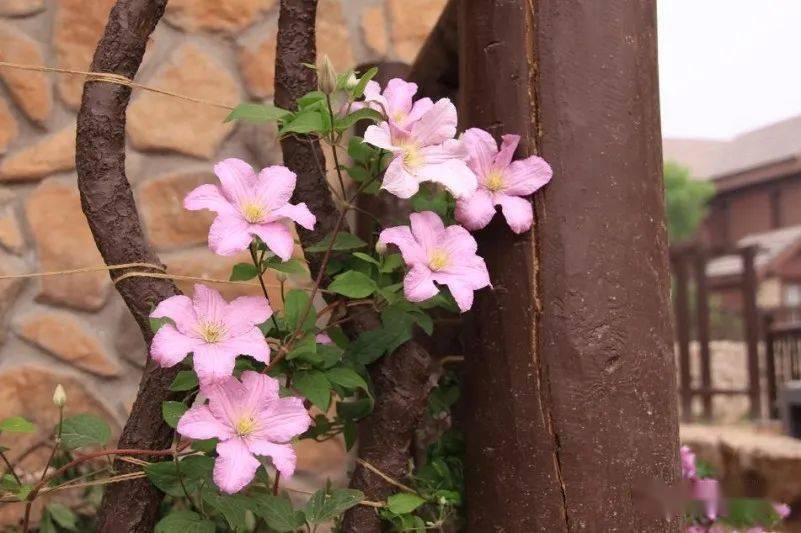 美园秀 | 慢慢留下花儿们成长经历(一)_亚伯_月季_个头