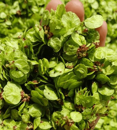 常见的野菜,堪称"天然安眠药",1周吃2次,安神又助眠_生活_榆钱_时候