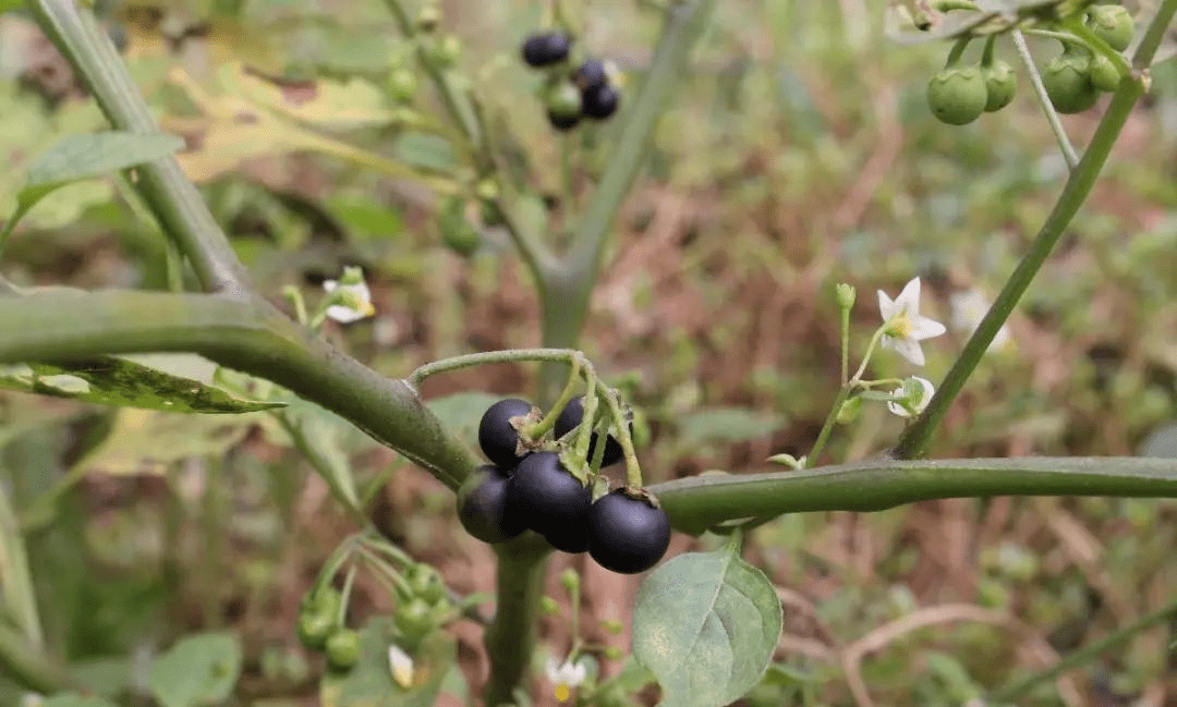 紫茄子