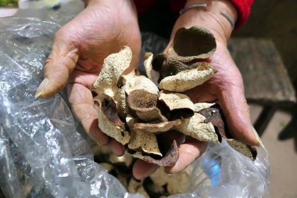 街坊|它很丑但很“贵”！广州街坊很爱吃，数万元一斤