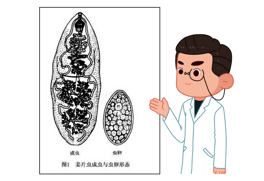 姜片虫多寄生于人体小肠中 是人体吸虫中最大的一种,因和姜片很像
