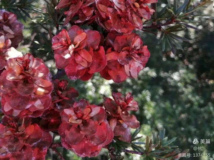 三上紫云山探望古树长苞铁杉