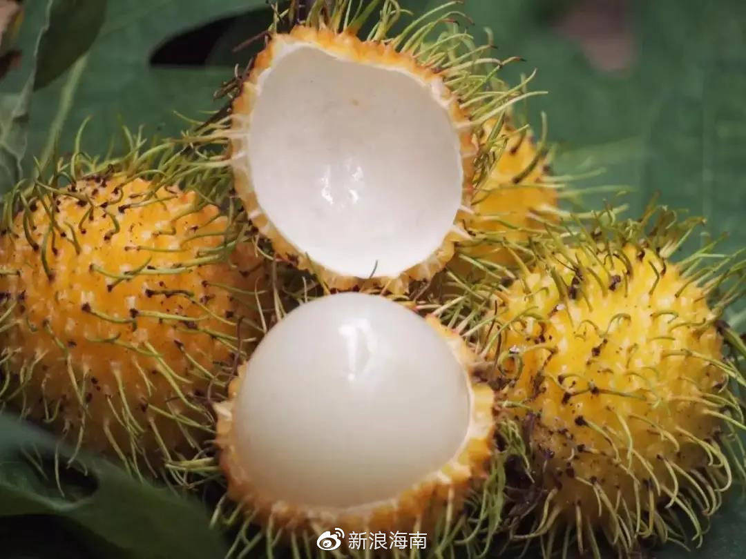 红毛爆炸头，酸酸甜甜就是我！_果肉_荔枝_黄毛丹