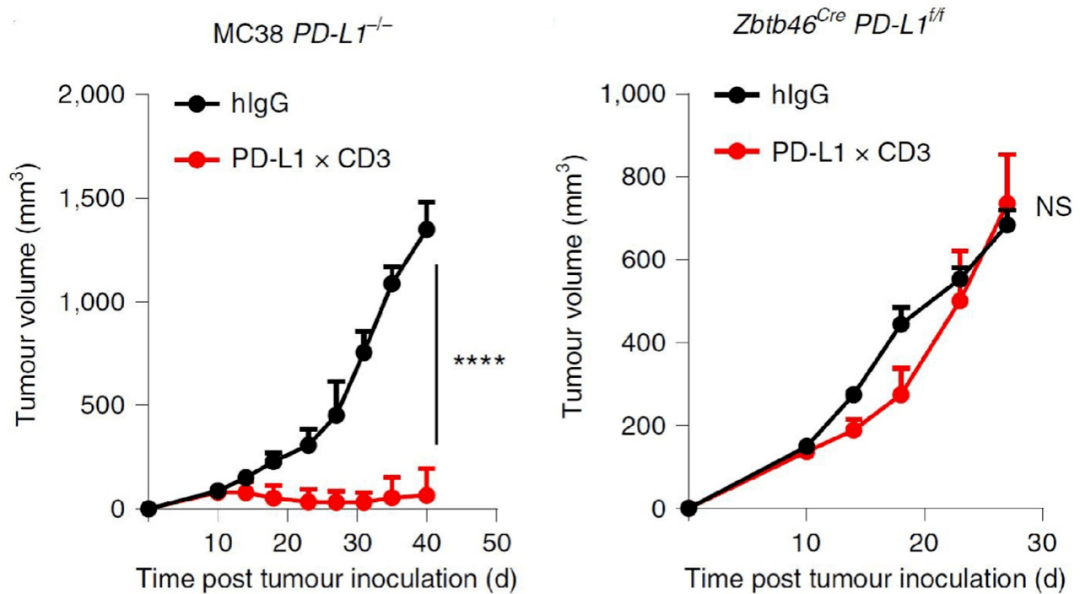 治疗|《自然》子刊：千里姻缘“双抗”牵，DC细胞让T细胞“嗨翻天”！
