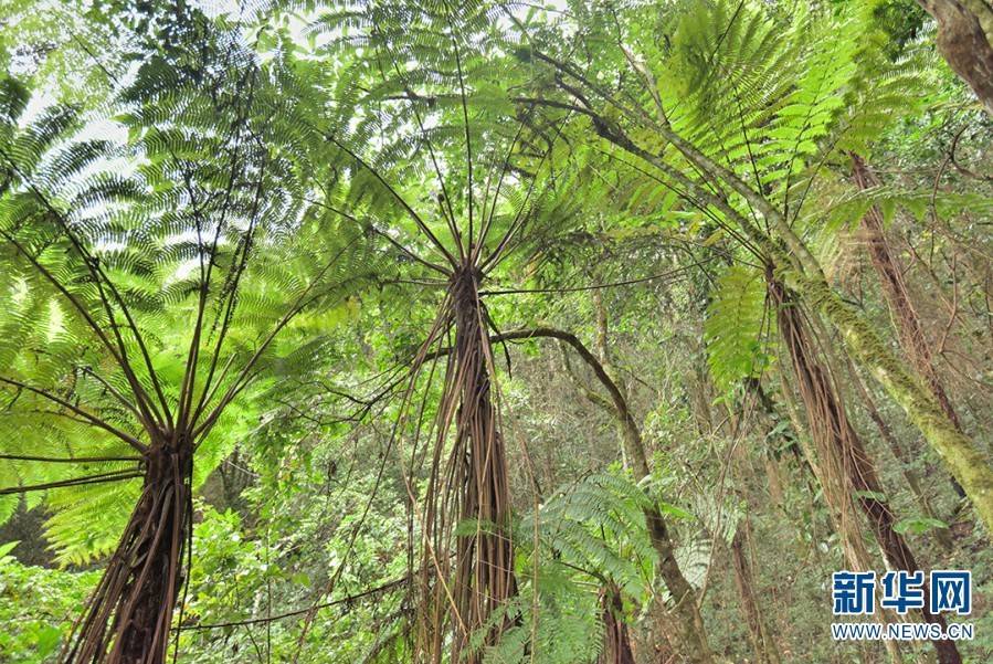 昌寧縣林業和草原局野生動植物和自然保護地管理股負責人戴曉明介紹