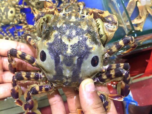 中国最大的螃蟹品种图片