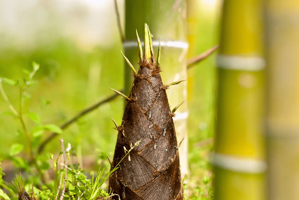 冬笋|它是“地下软黄金”，润肠通便、好吃不发胖！但吃前一定要这样做