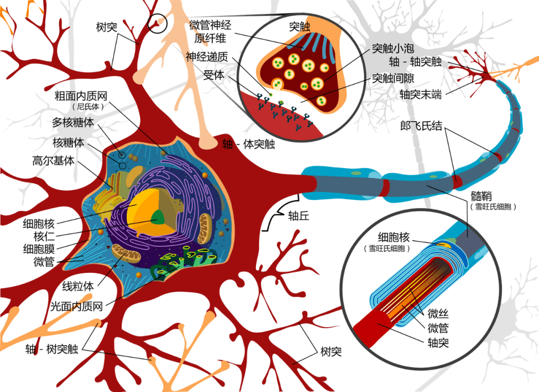 小脑神经细胞手绘图图片