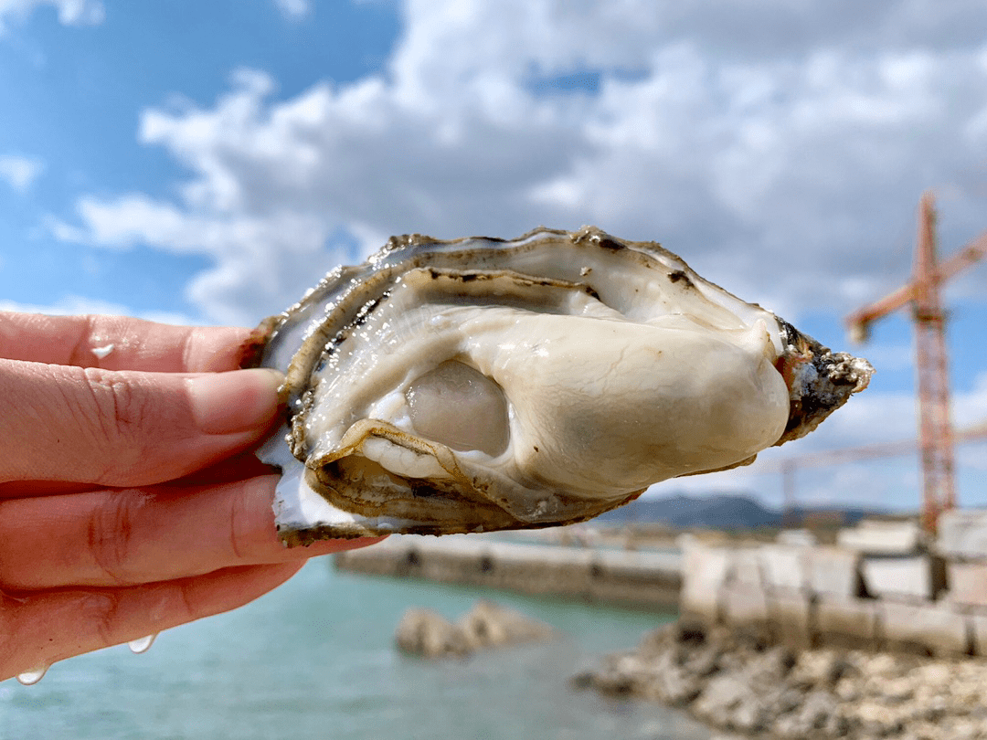 渔民现捞乳山生蚝,肥美多汁!顺丰到家!_肉质_养殖_鲜味